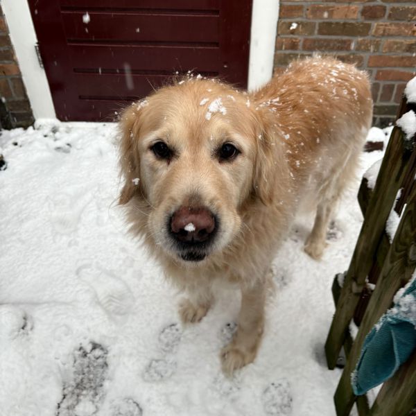 Ali Hossein Zadeh, Panda uit Woerden zoekt een Hondenoppas