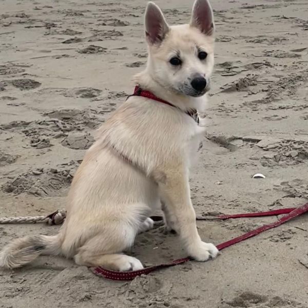 Frida uit Leiden zoekt een Hondenoppas