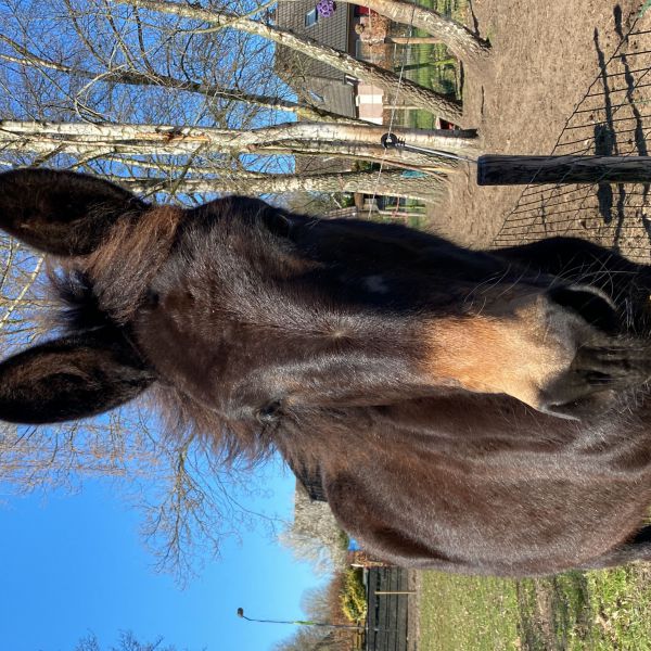 Paarden uit Doornspijk zoekt een Paardenverzorger