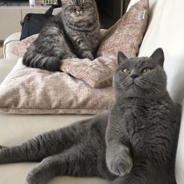 Mili & Zina uit Apeldoorn zoekt een Kattenoppas