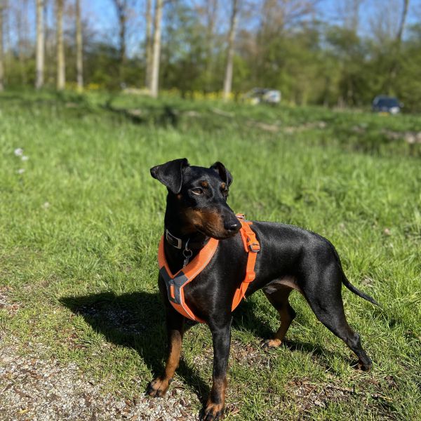 Ollie uit Nieuwerkerk Aan Den Ijssel zoekt een Hondenoppas