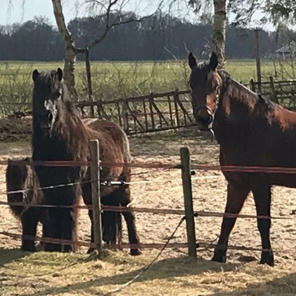 Rokka, Gerrit, Pippa uit Wierden zoekt een huisdierenoppas