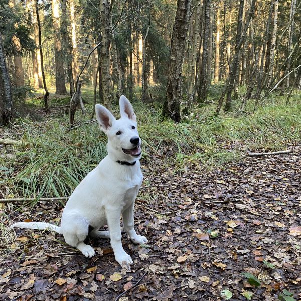 Mila uit Assen zoekt een Hondenoppas