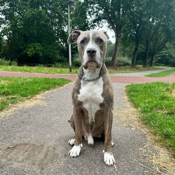 Bendji uit Rotterdam zoekt een Hondenoppas