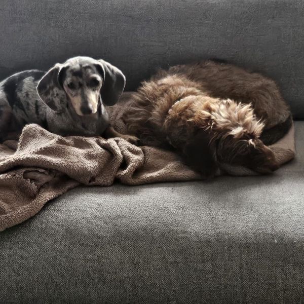 Bo, Saar uit Huissen zoekt een Hondenoppas