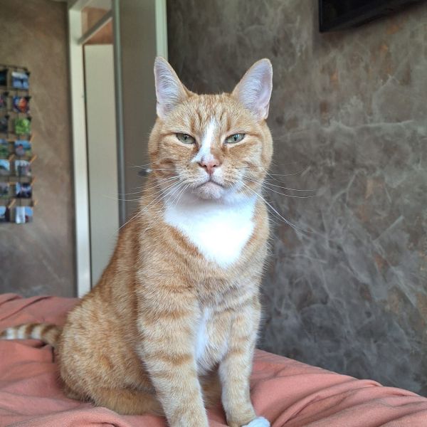 Snow, O\'Malley uit Bovenkarspel zoekt een Kattenoppas