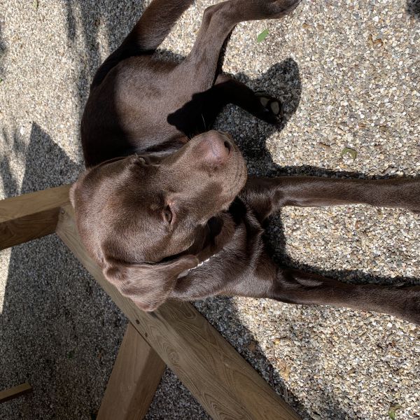 Finn, Finn uit Eindhoven zoekt een Hondenoppas