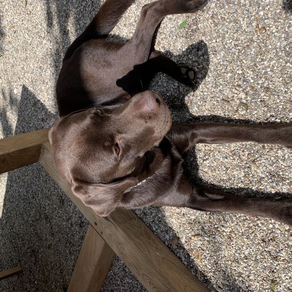 Finn, Finn uit Eindhoven zoekt een Hondenoppas