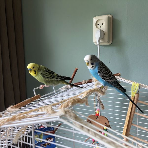 Larry & Bertus uit Groningen zoekt een Vogeloppas