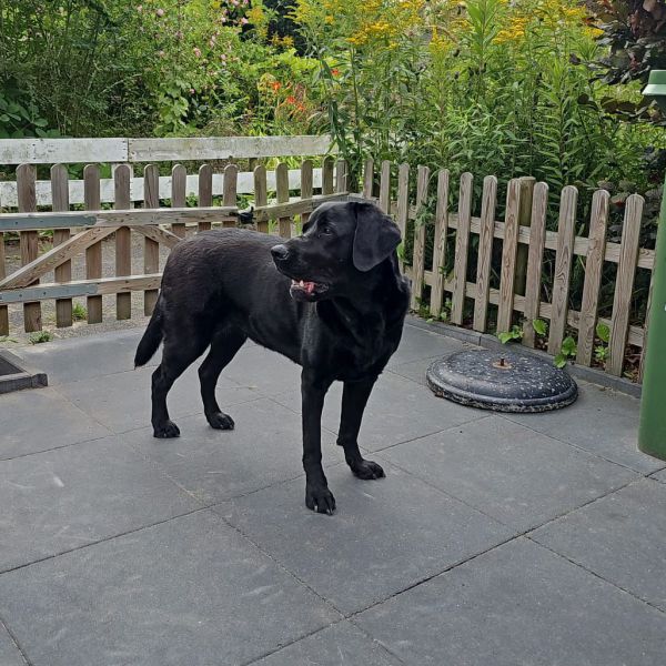 Yara uit Hoogkarspel zoekt een Hondenoppas