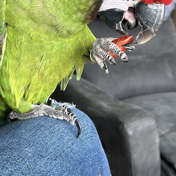 Nova, Lucky, Simba uit Leiden zoekt een huisdierenoppas