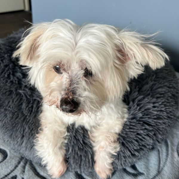 Rakker uit Oosterwolde zoekt een Hondenoppas