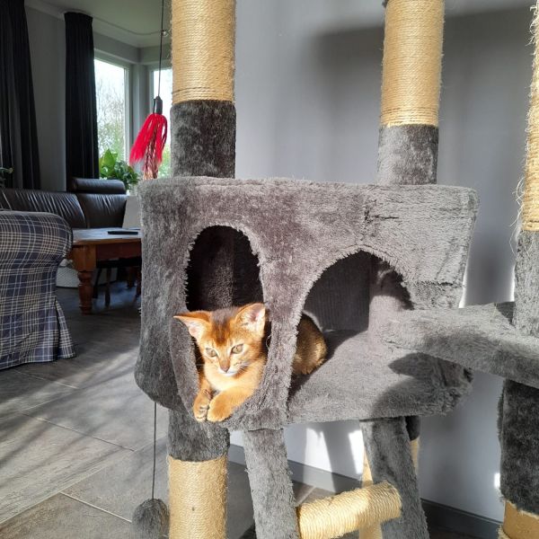 Evy, Fayenna uit Sassenheim zoekt een Kattenoppas