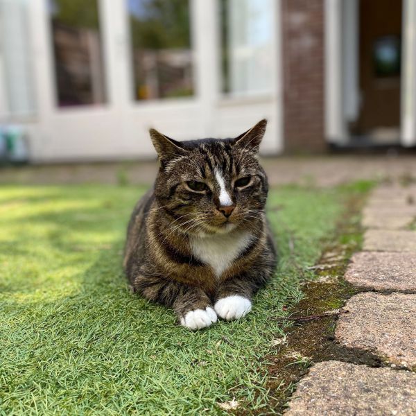 Cato uit Utrecht zoekt een Kattenoppas