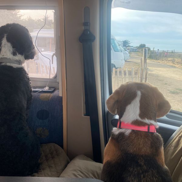 .puk, Joep uit Burgh-Haamstede zoekt een Hondenoppas