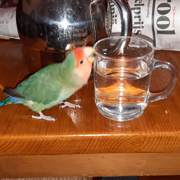Pico uit Amsterdam zoekt een Vogeloppas
