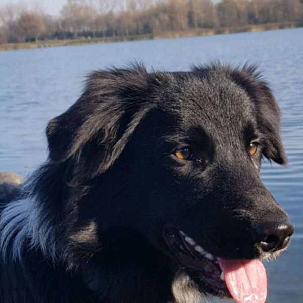 Dex uit Vijfhuizen zoekt een Hondenoppas