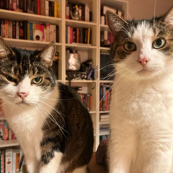 Gijs, Dries uit Eindhoven zoekt een Kattenoppas
