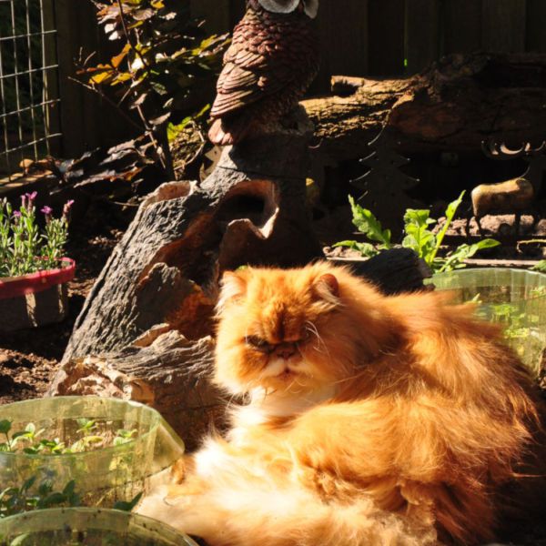 Diego, Tommie, Dickens uit Doorwerth zoekt een Kattenoppas