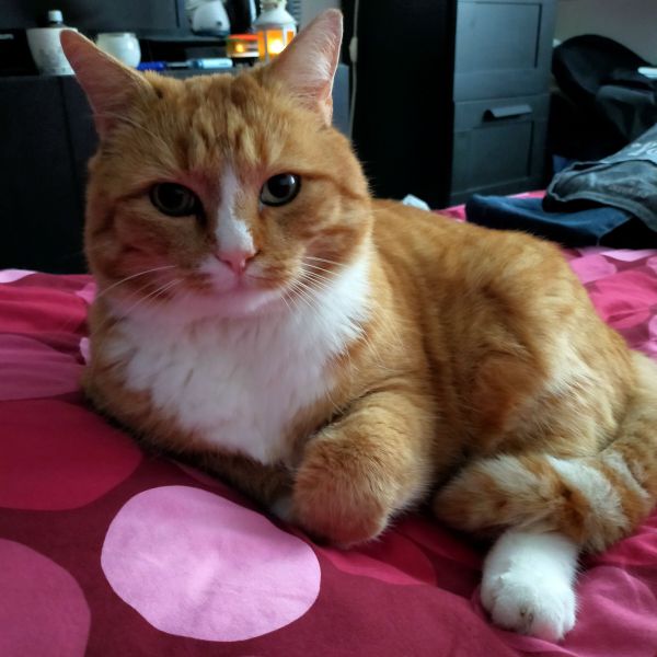 Dikkie Dik, Lodewijk uit Vianen, Utrecht zoekt een Kattenoppas