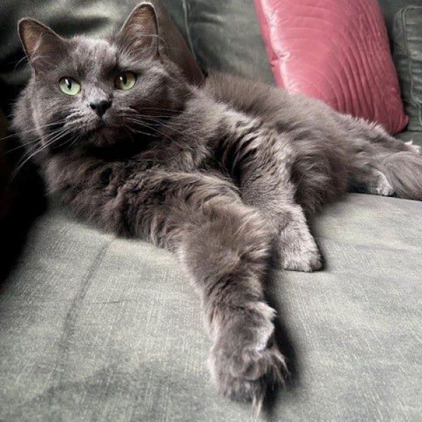 Kattenoppas Sandra uit Doorwerth