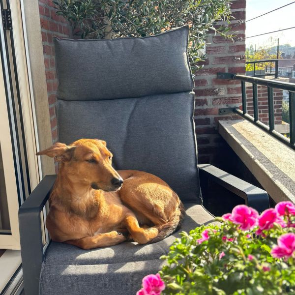 Donna, Bikkel uit Pijnacker zoekt een Hondenoppas