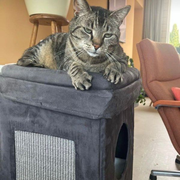 Dré uit Weurt zoekt een Kattenoppas