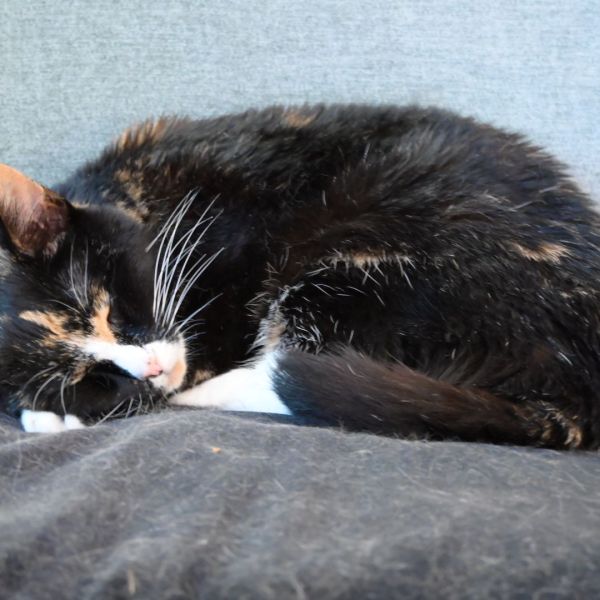 Didi uit Uithoorn zoekt een Kattenoppas