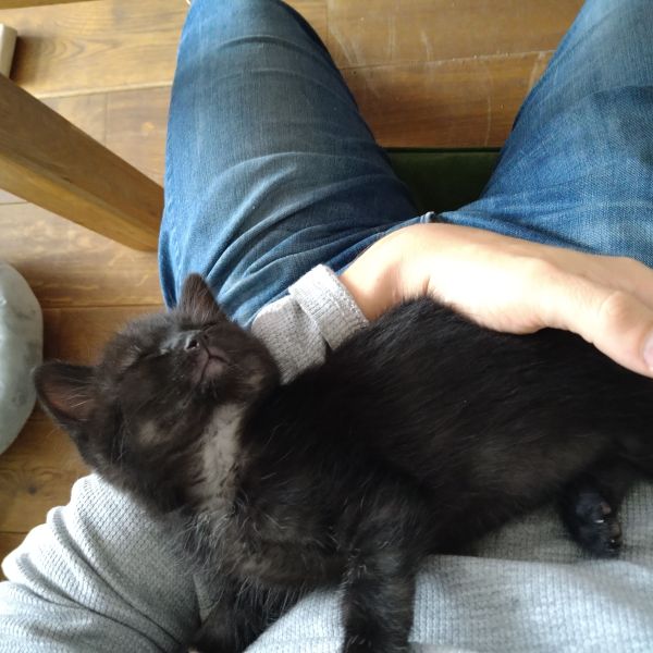 Bram uit Mijdrecht zoekt een Kattenoppas