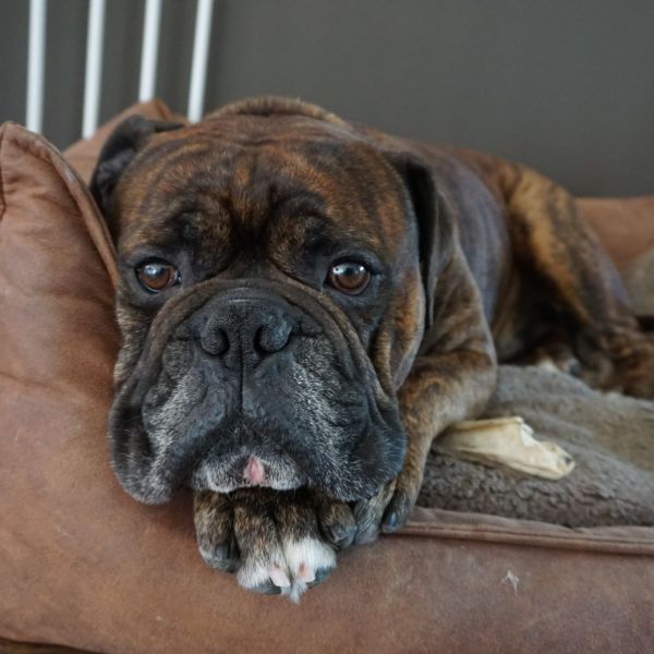 Jax, Pieter en Lilly, Rocky uit Terneuzen zoekt een huisdierenoppas