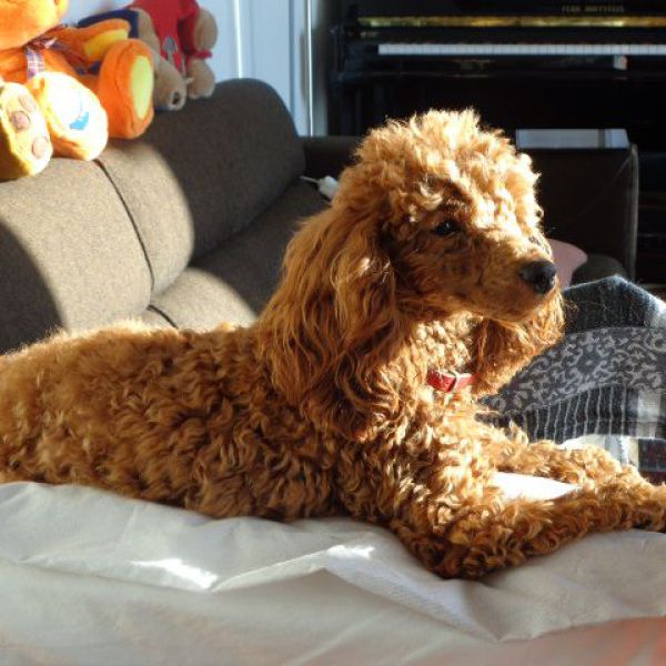 Fleurtje uit Leeuwarden zoekt een Hondenoppas