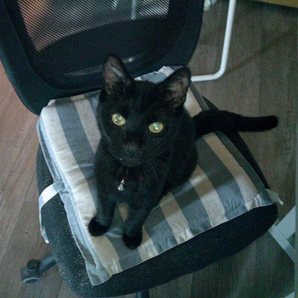 Huisdierenoppas kim uit Soest