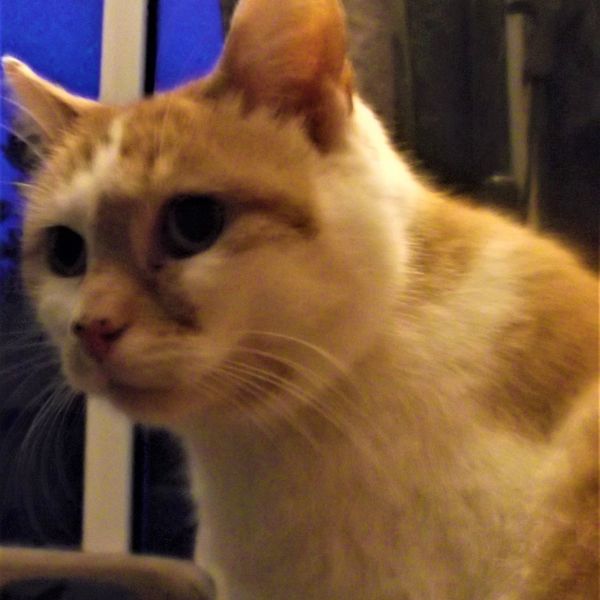 Hermen uit Apeldoorn zoekt een Kattenoppas