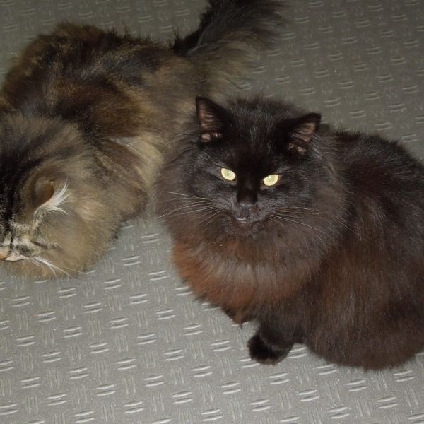 Smokey, Sammie, Sita uit Heerenveen zoekt een Kattenoppas