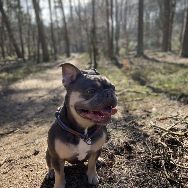 Emile uit Arnhem zoekt een Hondenoppas