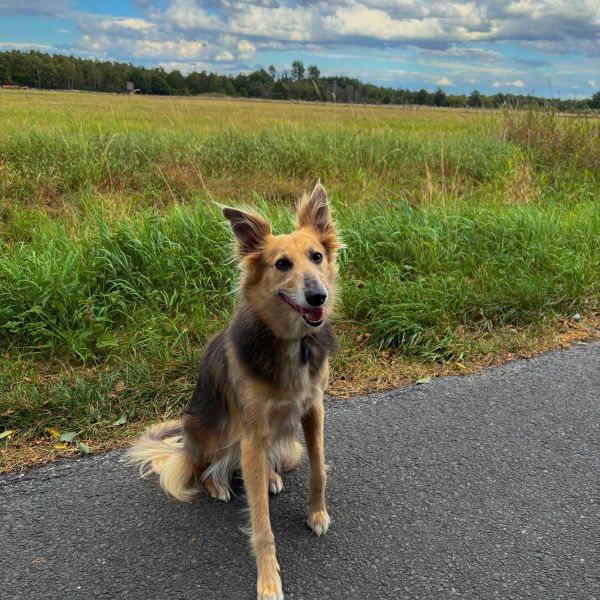 Hondenoppas Kitty uit Hengelo