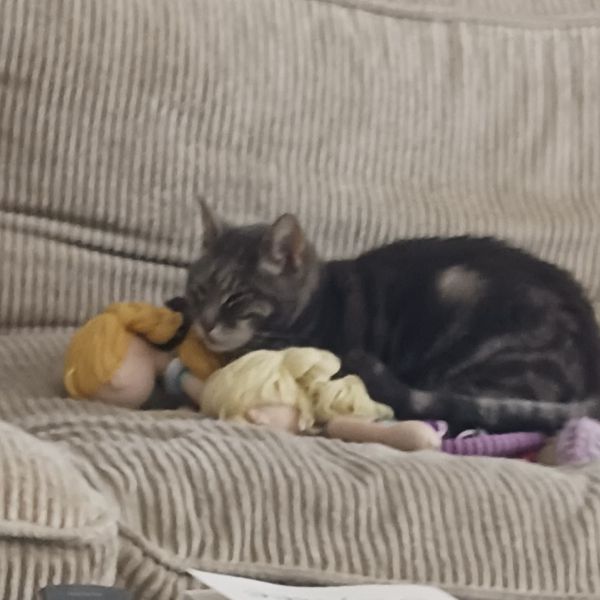 Kattenoppas Annabel uit Utrecht