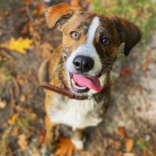 Ollie uit Den Bosch zoekt een Hondenoppas