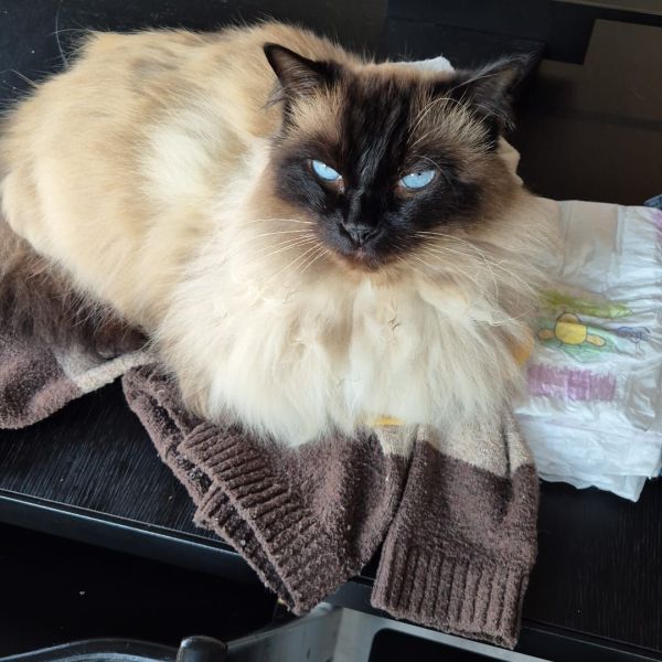 Huisdierenoppas Sandra uit Rotterdam