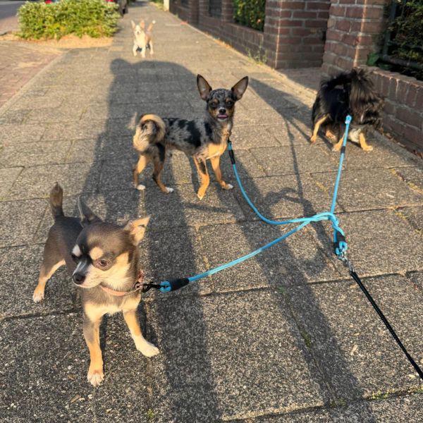 Bas + Bart + Bentley + Blue, Baloe, Bliss uit Nijmegen zoekt een Hondenoppas