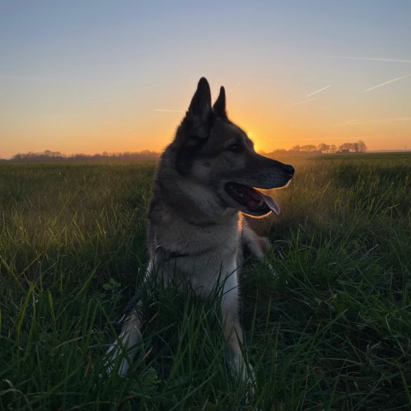 Dieze, Pien uit 'S Gravenmoer zoekt een Hondenoppas