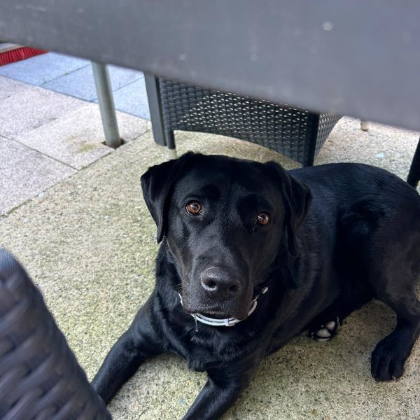 Spike, Spike uit Hoensbroek zoekt een Hondenoppas