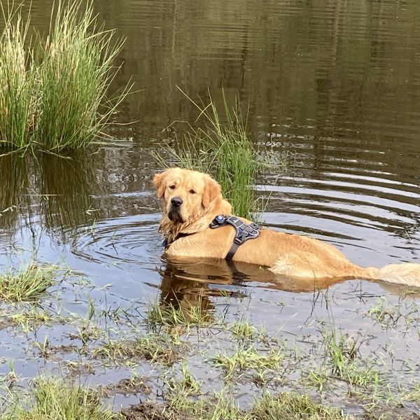 Spencer uit Naarden zoekt een Hondenoppas