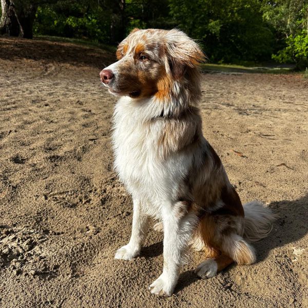 Bobbie uit Driebergen-Rijsenburg zoekt een Hondenoppas