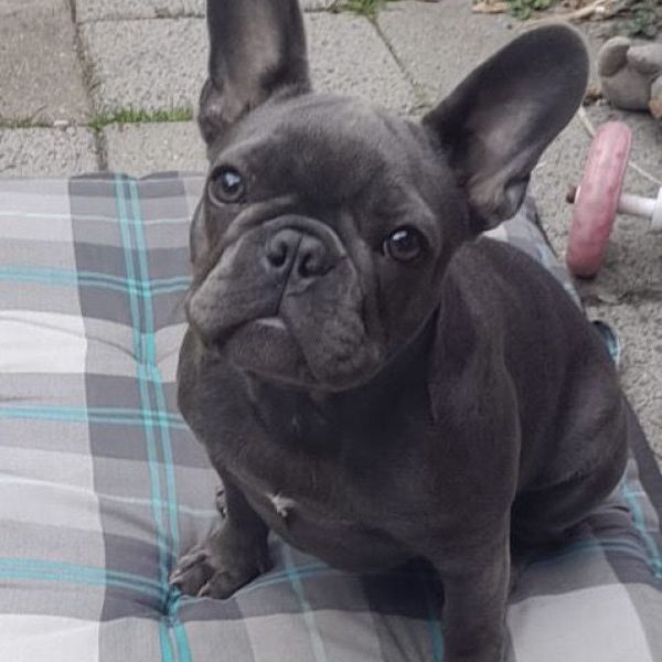 Chanie uit Bussum zoekt een Hondenoppas