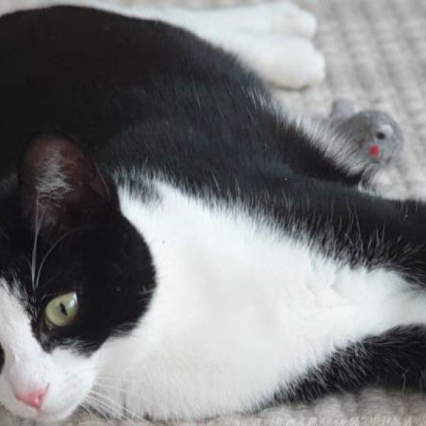 Emma uit Amersfoort zoekt een Kattenoppas