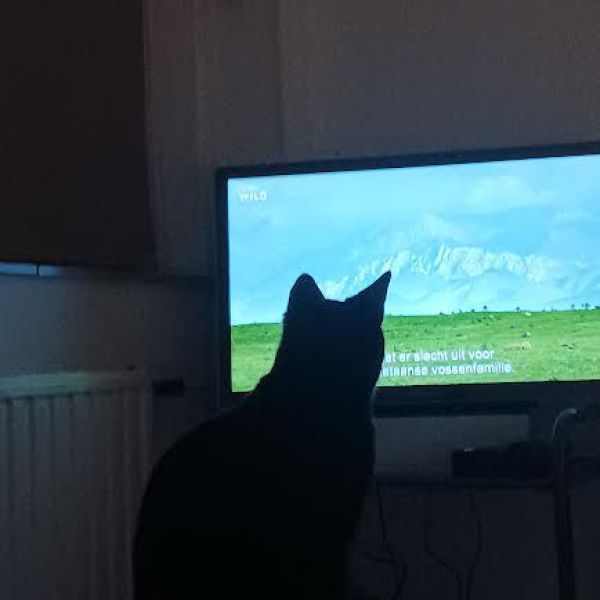 Eno uit Zaltbommel zoekt een Kattenoppas