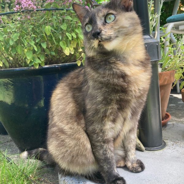 Eef, Bonnie uit Enkhuizen zoekt een Kattenoppas