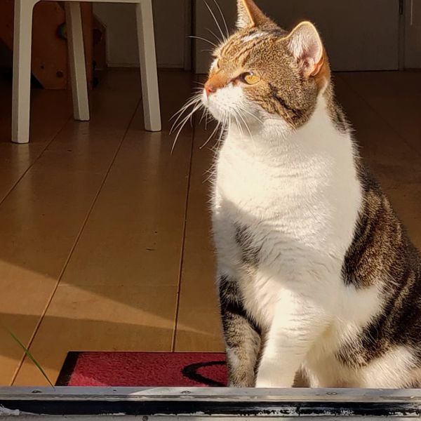 Gijs uit Amsterdam zoekt een Kattenoppas