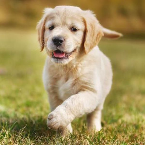 Huisdierenoppas Noa uit Krimpen Aan Den Ijssel